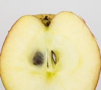 Judeline æble - cideræble
